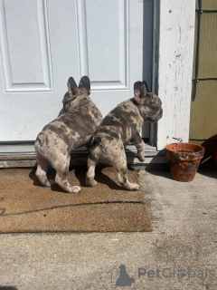 Foto №1. französische bulldogge - zum Verkauf in der Stadt Stadt von London | 400€ | Ankündigung № 157405