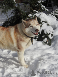 Foto №4. Ich werde verkaufen siberian husky in der Stadt Москва. quotient 	ankündigung - preis - Frei