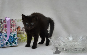 Foto №3. Maine-Coon-Kätzchen. Deutschland