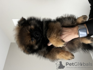 Foto №3. Schöner Mann wartet auf eine neue Familie. USA