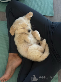 Foto №3. Entzückende Golden-Retriever-Welpen suchen ein liebevolles Zuhause!. Deutschland