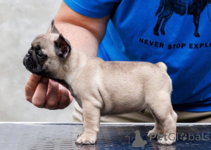 Foto №2 zu Ankündigung № 173372 zu verkaufen französische bulldogge - einkaufen Serbien 