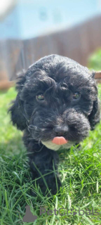 Foto №2 zu Ankündigung № 149839 zu verkaufen maltipu - einkaufen Deutschland quotient 	ankündigung, züchter