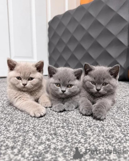 Foto №1. britisch kurzhaar - zum Verkauf in der Stadt Bauernhof | 500€ | Ankündigung № 178794