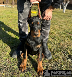 Foto №4. Ich werde verkaufen dobermann in der Stadt Belgrad. züchter - preis - verhandelt