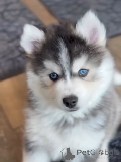 Foto №3. Gesunde blauäugige Siberian Husky-Welpen zu verkaufen. Deutschland