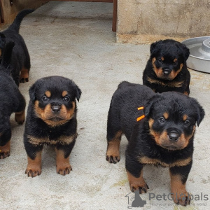 Foto №1. rottweiler - zum Verkauf in der Stadt Антверпен | 450€ | Ankündigung № 120689