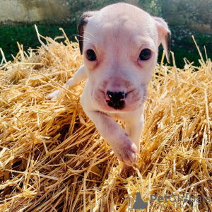 Foto №3. American Bully Pocket Puppies bereit zum Mitnehmen!!!. Deutschland