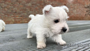 Zusätzliche Fotos: West Highland White Terrier Welpen