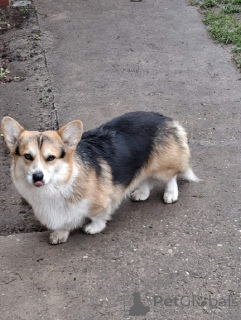 Foto №2 zu Ankündigung № 161006 zu verkaufen welsh corgi - einkaufen Serbien züchter