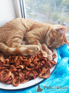 Zusätzliche Fotos: Rote Katze, Kätzchen Orange, sucht Familie!