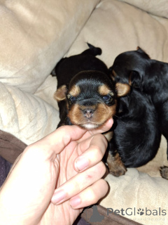 Foto №4. Ich werde verkaufen biewer terrier, bichon frisé, yorkshire terrier, malteser, maltipu, pommersche spitz, pudel (zwerg), pudel (royal), pudel (toy) in der Stadt Helsinki. quotient 	ankündigung, vom kindergarten - preis - 700€