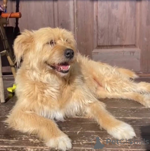 Foto №2 zu Ankündigung № 158139 zu verkaufen mischlingshund - einkaufen Russische Föderation quotient 	ankündigung