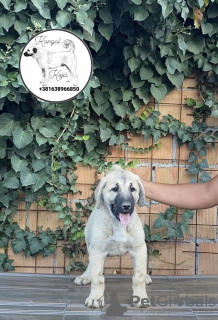 Zusätzliche Fotos: Türkische Kangal-Welpen zu verkaufen