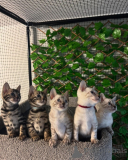 Foto №1. bengal katzenrasse - zum Verkauf in der Stadt Lille | 750€ | Ankündigung № 152775