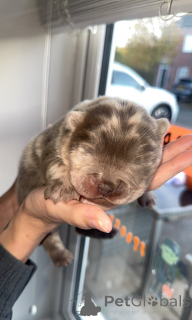 Foto №2 zu Ankündigung № 161341 zu verkaufen  - einkaufen Ungarn 