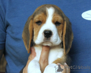 Foto №2 zu Ankündigung № 124715 zu verkaufen beagle - einkaufen Deutschland quotient 	ankündigung