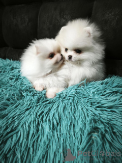 Foto №2 zu Ankündigung № 133675 zu verkaufen pommersche spitz - einkaufen Georgien quotient 	ankündigung, vom kindergarten, züchter