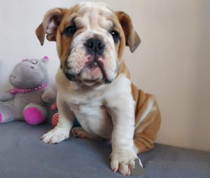 Foto №2 zu Ankündigung № 71262 zu verkaufen englische bulldogge - einkaufen Polen züchter
