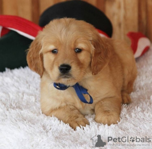 Foto №3. Entzückende Golden Retriever-Welpen stehen jetzt zum Verkauf. Deutschland