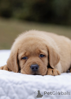 Foto №3. Fox Red Labrador Welpe 10 Wochen alt bereit zum Kuscheln. Großbritannien