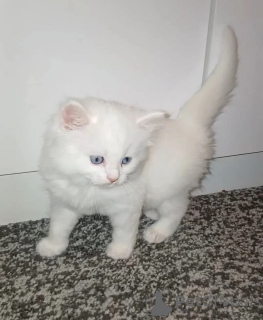 Foto №1. türkisch angora - zum Verkauf in der Stadt Gladbeck | 350€ | Ankündigung № 169820