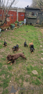 Foto №2 zu Ankündigung № 176160 zu verkaufen mischlingshund - einkaufen Belgien quotient 	ankündigung