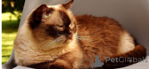 Foto №1.  - zum Verkauf in der Stadt Bernburg | 450€ | Ankündigung № 162085