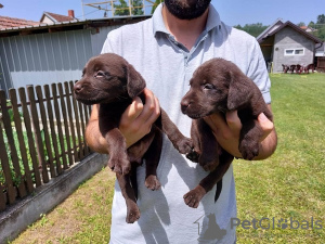 Zusätzliche Fotos: Labrador Retriever, schokoladenbrauner Wurf