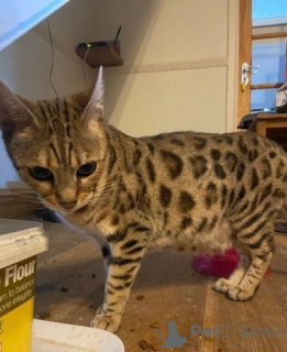 Foto №2 zu Ankündigung № 176771 zu verkaufen bengal katzenrasse - einkaufen Niederlande quotient 	ankündigung