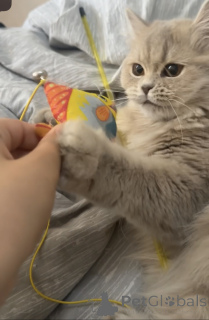 Foto №3. Katze. Georgien