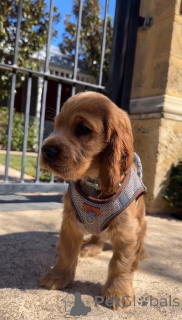 Foto №1. english cocker spaniel - zum Verkauf in der Stadt Alavus | 600€ | Ankündigung № 166700