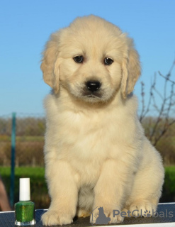 Foto №2 zu Ankündigung № 96468 zu verkaufen golden retriever - einkaufen Serbien 