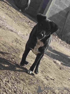 Foto №2 zu Ankündigung № 157353 zu verkaufen mischlingshund - einkaufen Serbien 