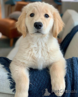 Foto №2 zu Ankündigung № 142830 zu verkaufen golden retriever - einkaufen Österreich züchter