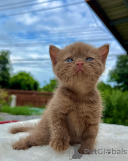 Foto №1. britisch kurzhaar - zum Verkauf in der Stadt Berlin | verhandelt | Ankündigung № 167322