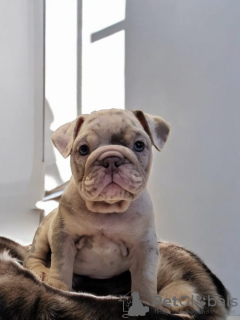 Foto №3. Englische Bulldoggen sind jetzt fertig. Deutschland