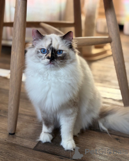 Foto №2 zu Ankündigung № 155570 zu verkaufen ragdoll-katze - einkaufen Norwegen quotient 	ankündigung