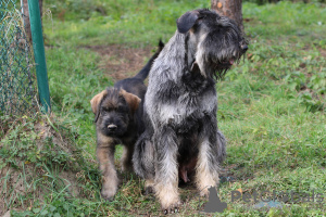 Zusätzliche Fotos: Pfeffer- und Salzriesenschnauzer, Welpen