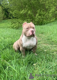 Foto №1. american bully - zum Verkauf in der Stadt Riga | 1200€ | Ankündigung № 123753