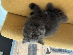 Foto №3. Verkauft britische Männerschokolade. Luxemburg