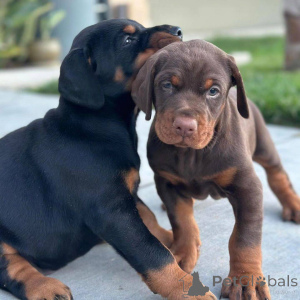 Foto №3. Wunderschöne männliche und weibliche Dobermann-Welpen suchen ein liebevolles. Mexiko