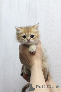 Foto №1. schottische faltohrkatze - zum Verkauf in der Stadt Gomel | 188€ | Ankündigung № 169287