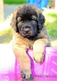 Foto №3. Leonberger-Welpen zu verkaufen. Niederlande