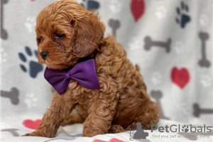 Foto №3. Wunderschöne Cavapoo-Welpen zur kostenlosen Adoption. Deutschland