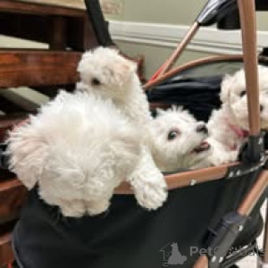 Foto №2 zu Ankündigung № 160781 zu verkaufen malteser - einkaufen Niederlande züchter