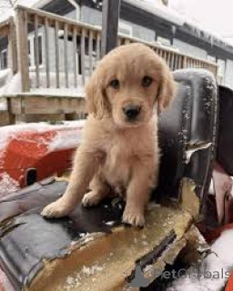 Foto №1. golden retriever - zum Verkauf in der Stadt Lissabon | 1000€ | Ankündigung № 165983