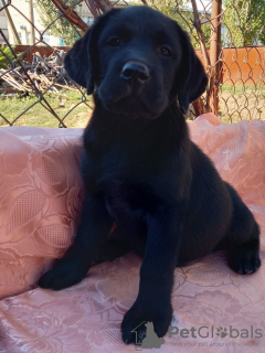 Foto №2 zu Ankündigung № 7619 zu verkaufen labrador retriever - einkaufen Ukraine züchter