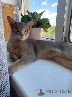 Foto №1. abessinierkatze - zum Verkauf in der Stadt Rostow am Don | 647€ | Ankündigung № 149033