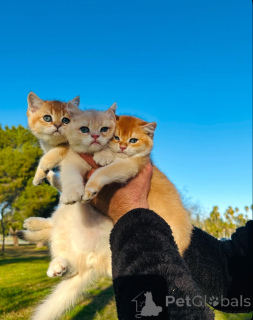 Foto №1. britisch kurzhaar - zum Verkauf in der Stadt Aarau | 500€ | Ankündigung № 163493